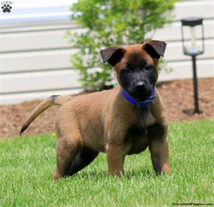 Adorable Belgian Malinois Mix Puppies for Sale
