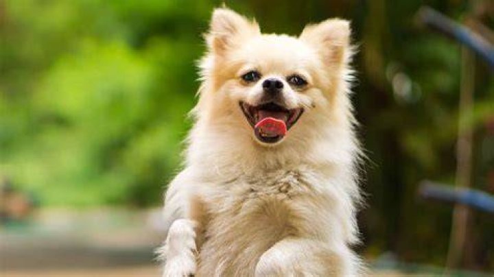 Adorable Kirby Dog Videos: Hilarious Clips and Reactions That Will Brighten Your Day