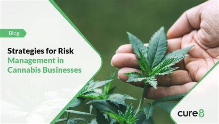 Cannabis SEO Services: Unlocking Growth for Your Cannabis Business
