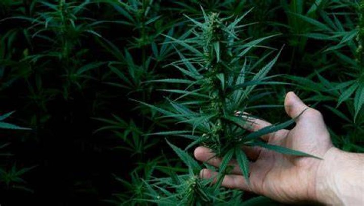 CBD SEO Strategy: The Ultimate Guide to Boost Your Cannabis Business