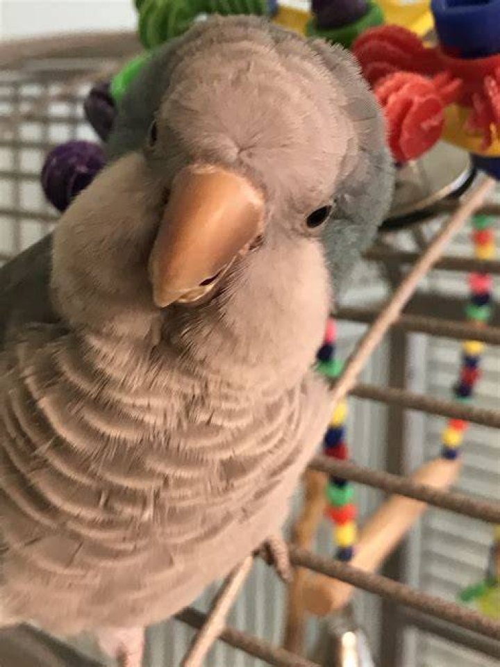 Cute Quaker Parrots: Friendly & Adorable Pets