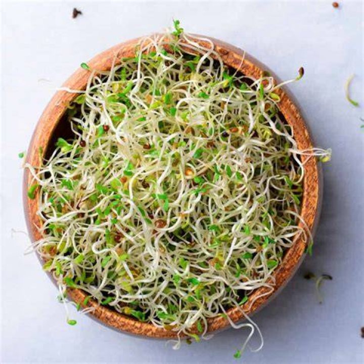 Discovering the Allure of Alfalfa: A Deep Dive into Alfalfitas