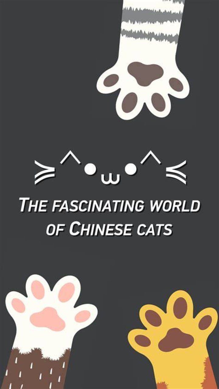 Discovering the Fascinating World of Cat's HD