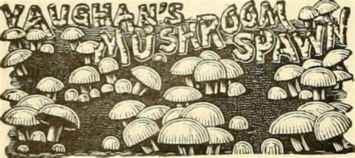 Discovering the Mattituck Library: A Community Gem