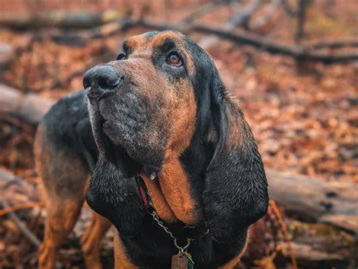 Exploring the Enigma: Bloodhound Lil Jeff Height