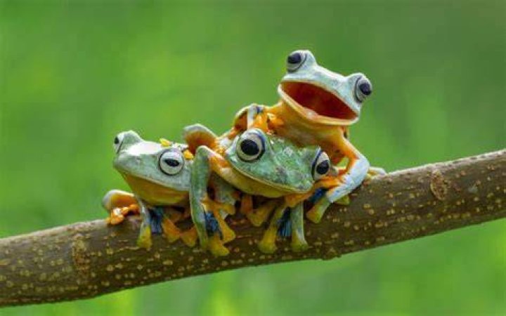 Exploring the World of Cute Frogs: Nature's Adorable Amphibians