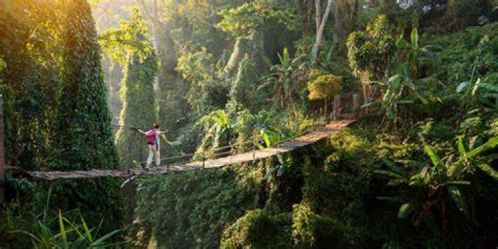 Exploring the World of Jungle Pam: The Queen of Jungle Adventure