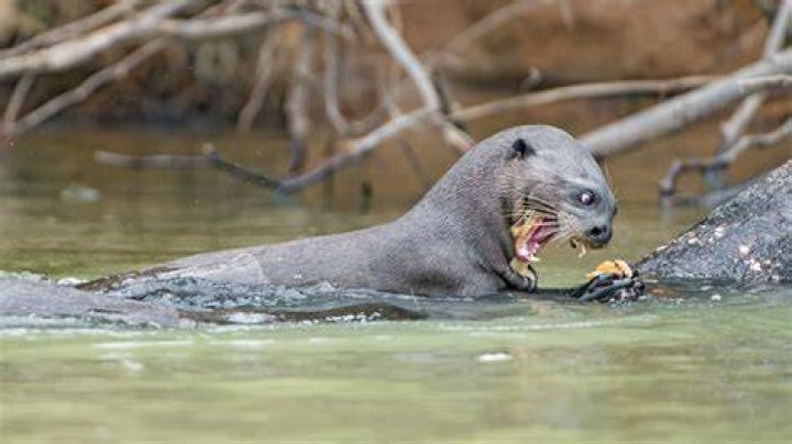 Exploring the World of Otter Gay: A Unique Perspective on Identity