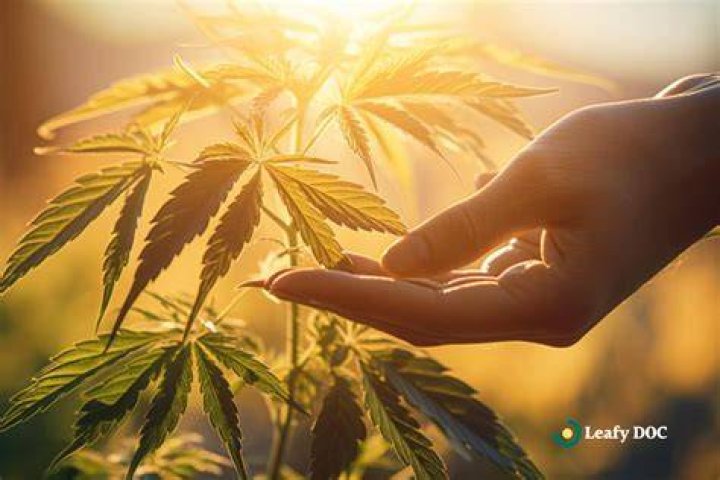 Unlocking the Power of CBD Local SEO Expert Services