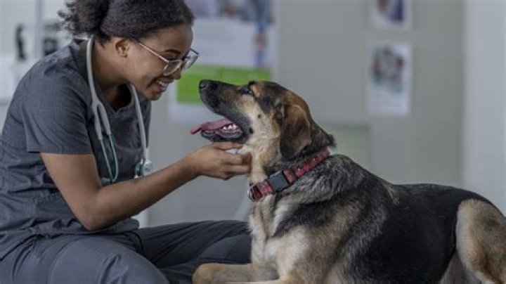 Unveiling the Legacy of Vega S.Vet: A Journey Through Innovation and Care