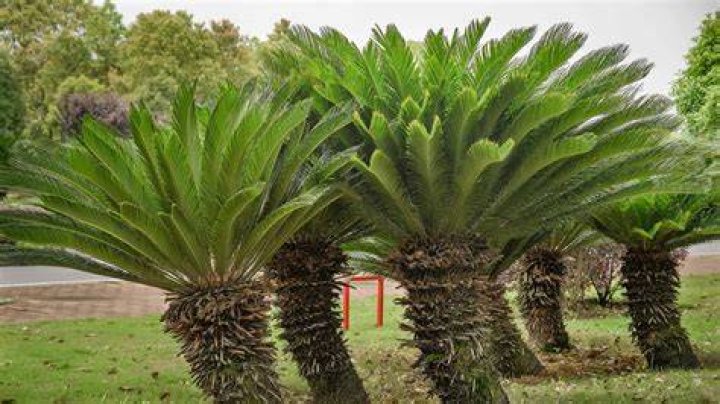 Wasmo Somali Sheeko Family Tree: Unveiling the Roots of a Vibrant Legacy